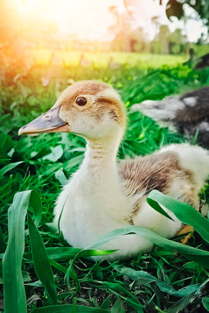 Little duckling on a background of green grass. Vertical photo.の写真素材