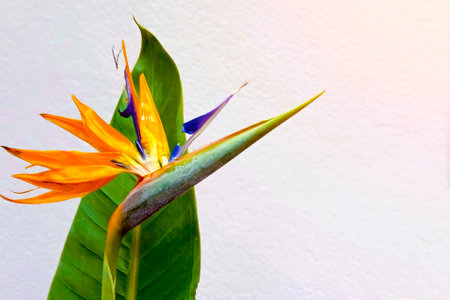 Flowers of Strelitzia on neutral background.の写真素材