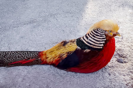 Yellow Golden Pheasant closeup image.の写真素材