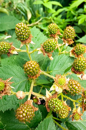 Green berries of unripe blackberries. Close-up, selective focus.の写真素材