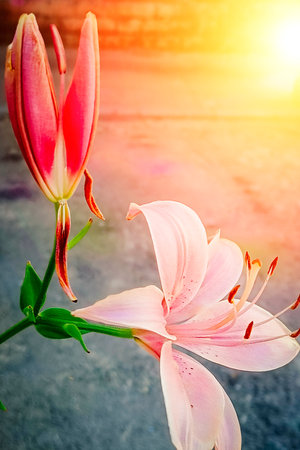 close-up of a lily flower on a sunny summer dayの写真素材