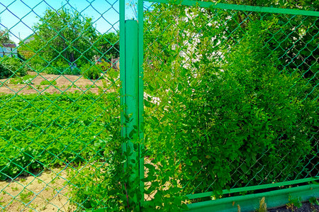 Fragment of a green metal fence made of chain-link mesh, close-up.の写真素材