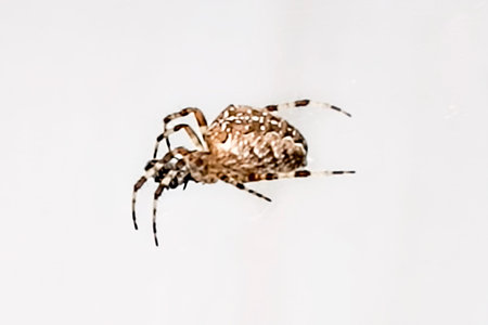 Spider on a light background. one spider, close up.
