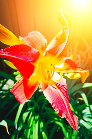 Orange lilly in the garden, Lilium flowers. Close up.の写真素材