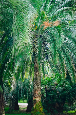 Green foliage Sago Palm leaves pattern background. Beautiful greenery Cycas revoluta Thunb tropical...