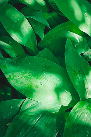 Green leaves of garden lily of the valley. Close-up, selective focus.