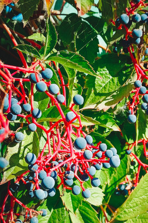 Wild grape fruits. close-up, vertical photo.の写真素材