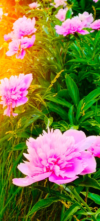 Pink flowers peonies flowering on background pink peonies. Peonies garden.の写真素材