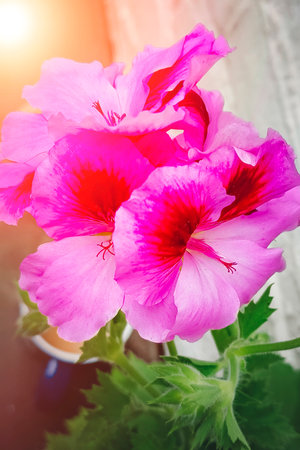 Pelargonium or Pelargonium Grandiflorum flower. Pink Regal pelargonium close up. Burghi plant from the grandiflora royal pelargonium variety.の写真素材