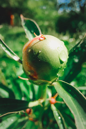 Unopened green peony bud. Macro photography, vertical photography. Beautiful natural background.の写真素材