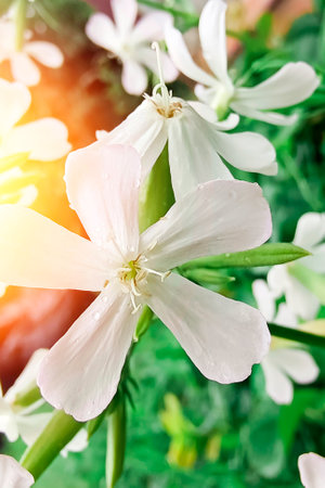 Close up of a white color wild 'Phlox subulata' flower against a bright nature background.の写真素材