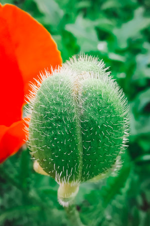 Close-up of a red poppy bud. Beautiful natural background, vertical photo.の写真素材