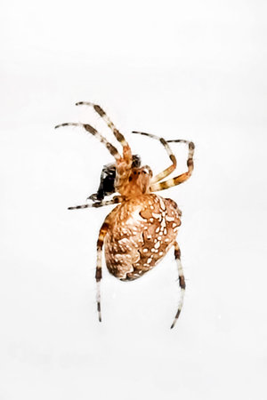 Female spider (Araneus diadematus) on white background. Close-up