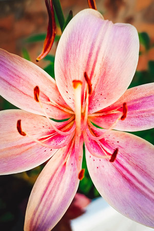 Beautiful flower of pink lily in the garden on a summer day.pink lily close up.floral background.