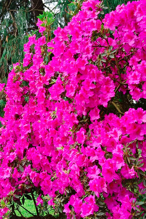 Beautiful Azalea fence Bright azaleas, vertical photo.の写真素材