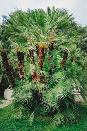 Sago Palm (Cycas revoluta), family Cycadaceae. It is an endangered plant in nature, planted in the gardenの写真素材