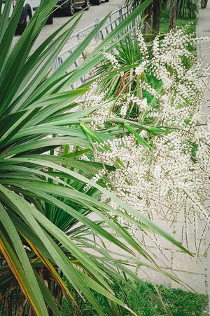 Woody plant, species of the genus Cordyline of the Asparagus family in bloom. Vertical photo.の写真素材