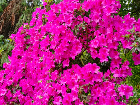 Close up of a red evergreen garden azalea seen in the garden.の写真素材