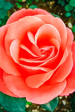Beautiful red rose close-up. Beautiful natural background.の写真素材