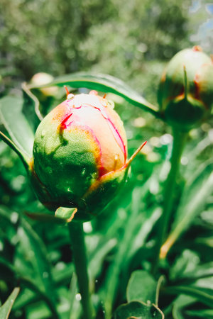 Gardening. Home garden, flower bed. House. Green leaves, bushes. Flower Peony. Paeonia, herbaceous perennials and deciduous shrubs. Young budsの写真素材