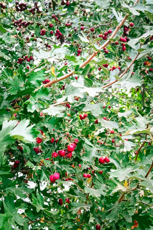 Hawthorn branch with red berries in autumn, vertical photograph.の写真素材