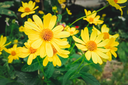 Heliopsis helianthoides. Tuscan Sun False Sunflower. Close up.の写真素材