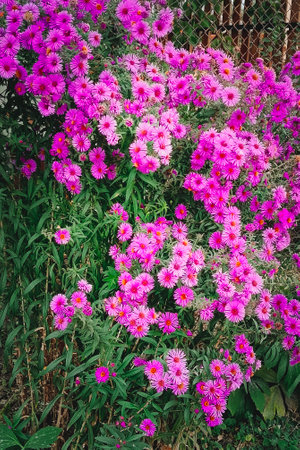 Aster shrub purple small autumn flowers in large numbers, flowering Bush for backgroundの写真素材