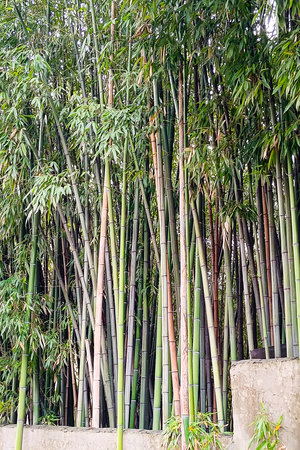 bamboo growing in the forest. Vertical photo.の写真素材