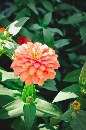 pink Zinnia flower close-up. Elegant zinnia flowers in the formal garden. Zinnia elegans (syn. Z. violacea) known as youth-and-age.の写真素材