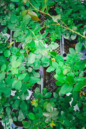 Young rose seedlings are sold in a store. Vertical photo.の写真素材