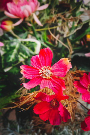 Bright beautiful zinnia flowers for interior decoration. Composition of colorful flowers. Vertical...