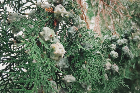 green female cones of Chinese thuja. Platycladus orientalis. Branch with new immature seeds in spring. Evergreen coniferous tree in cypress family Cupressaceae.の写真素材