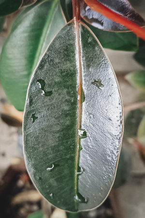 the raindrops on the green leaves, Indian rubber tree leaf.の写真素材