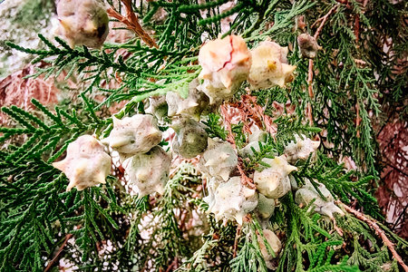 Young green female cones of Chinese thuja. Platycladus orientalis. Branch with new immature seeds in spring. Evergreen coniferous tree in cypress family Cupressaceae. Chinese arborvitae or biotaの写真素材