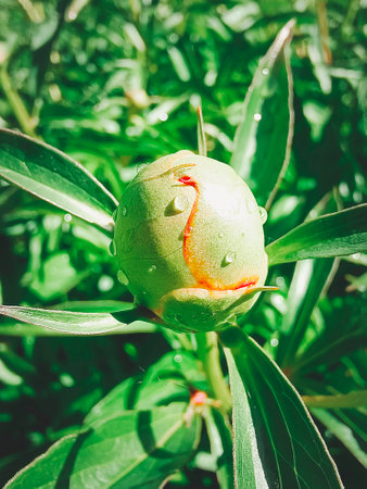 Unopened green peony bud. Close-up, vertical photo.の写真素材