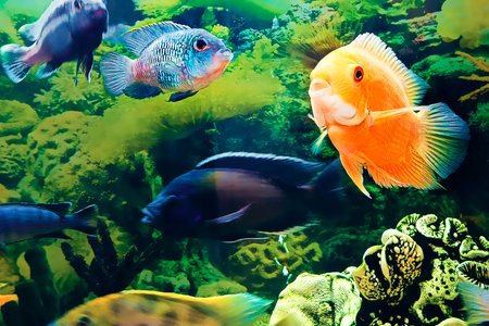 Beautiful goldfish and other types of fish swim in the aquarium.の写真素材