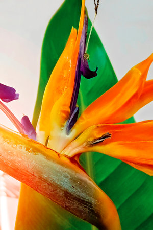 Strelitzia flower, typical for Madeira island. Close-up, vertical photo.の写真素材