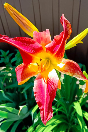 Beautiful flower of pink lily in the garden on a summer day.pink lily close up.floral background.の写真素材