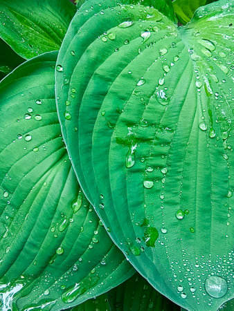 Close-up of green hosta leaves with water drops. Beautiful natural background.の写真素材