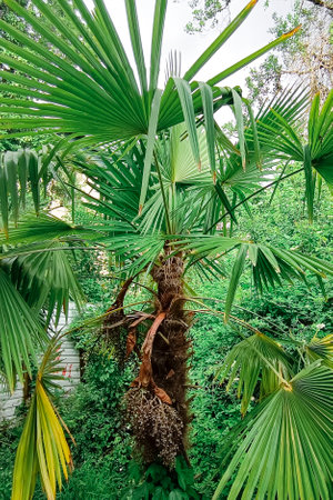 European fan palm aka Mediterranean dwarf palm (Chamaerops humilis)の写真素材
