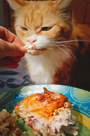 The owner feeds a domestic ginger cat a piece of meat. Vertical photo.の写真素材