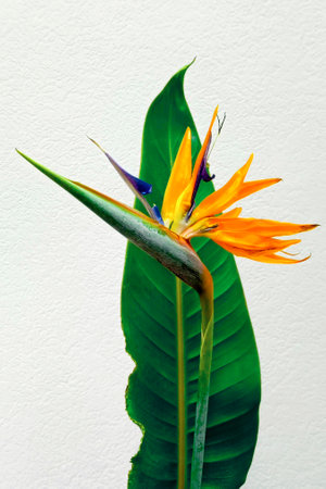 Strelitzia reginae flower, Bird of paradise flower, Tropical flower on light neutral background. Vertical photo.の写真素材
