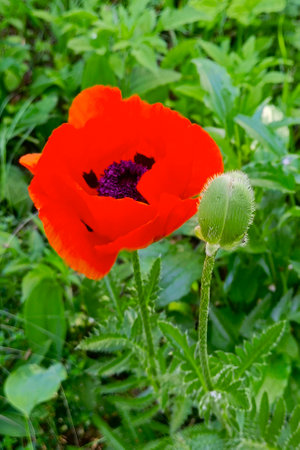 red poppies close-up in a field in summer among the green grassの写真素材