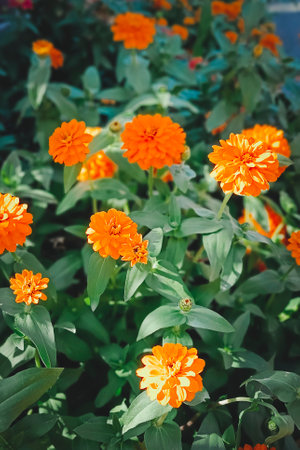 Beautiful orange blooming zinnias in the garden. Beautiful natural background.の写真素材