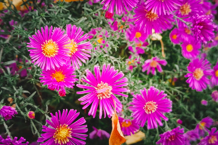 Symphyotrichum novi-belgii, New York aster or Aster novi-belgii flowers Close-up. Family Asteraceae. Beautiful pink autumn flowers.の写真素材