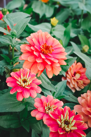 Radiant Zinnias in the garden. Beautiful natural background.の写真素材