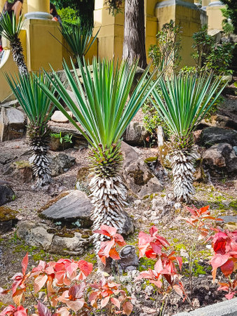 A yucca palm in the botanical garden. Amazing green beautiful flora of the hot climate. Vertical photo.の写真素材