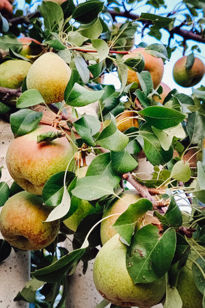 Ripe pears hanging on a tree. Close-up, vertical photo.の写真素材