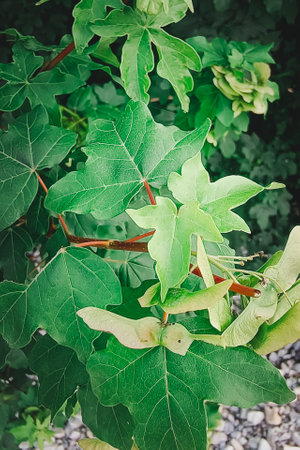 Branches of American sweetgum or Liquidambar styraciflua tree.の写真素材