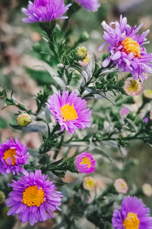 Aster dumosus 'Kassel' Asteraceae family, Close-up, selective focus. Beautiful natural background, vertical photography.の写真素材